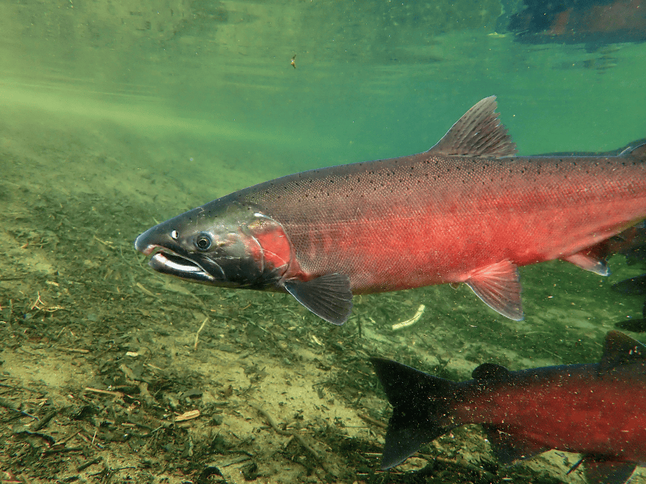 Coho Salmon underwater