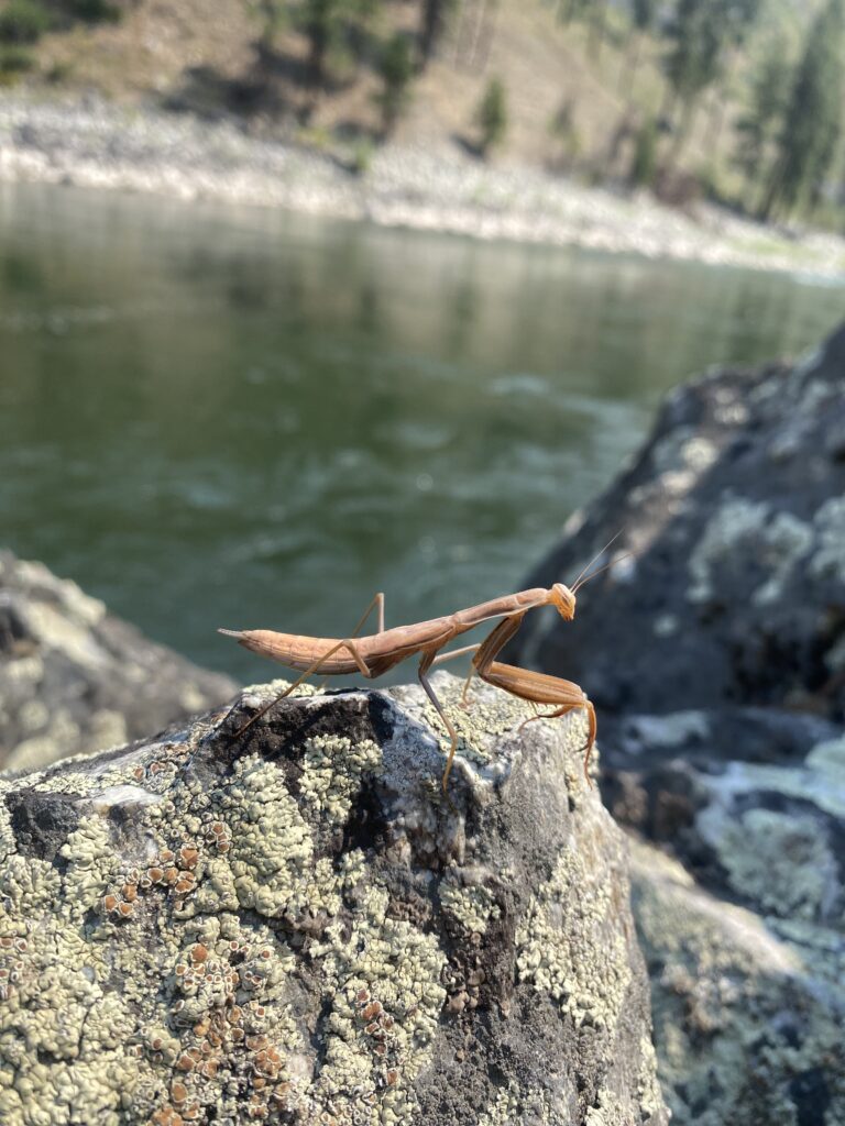 Praying mantis on a rock riverside on the Main Salmon River