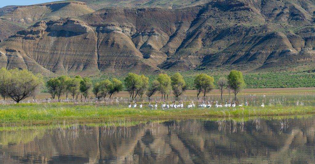 Birds on the Owyhee River