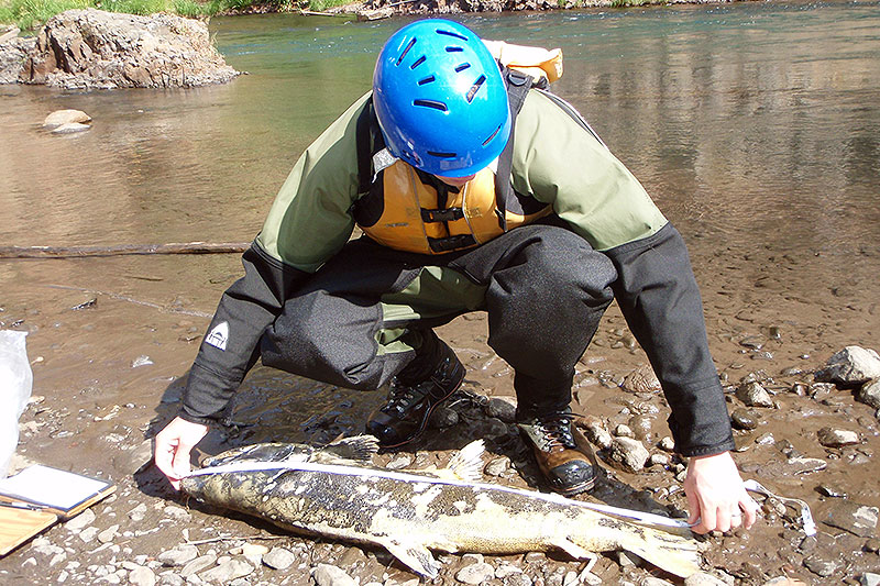 Surveying fish lower lower White Salmon River