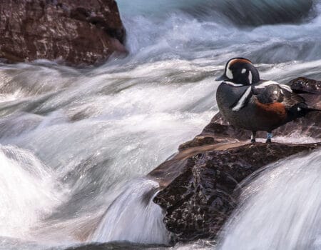 a duck sitting on a rock with the whitewater all around