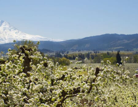 a field of budding trees in the foreground with mt hood in the background
