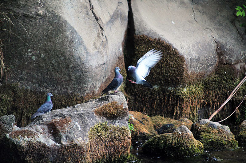 Rock Doves White Salmon River Birds