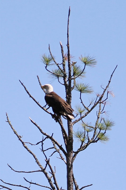 Wildlife on the Klickitat River-bald eagle. Wet Planet Whitewater