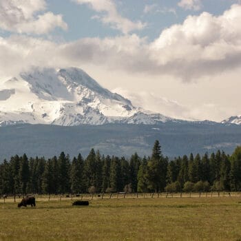 A view of Washington's Mt Adams covered in snow on the driver to a Klickitat River Rafting trip.