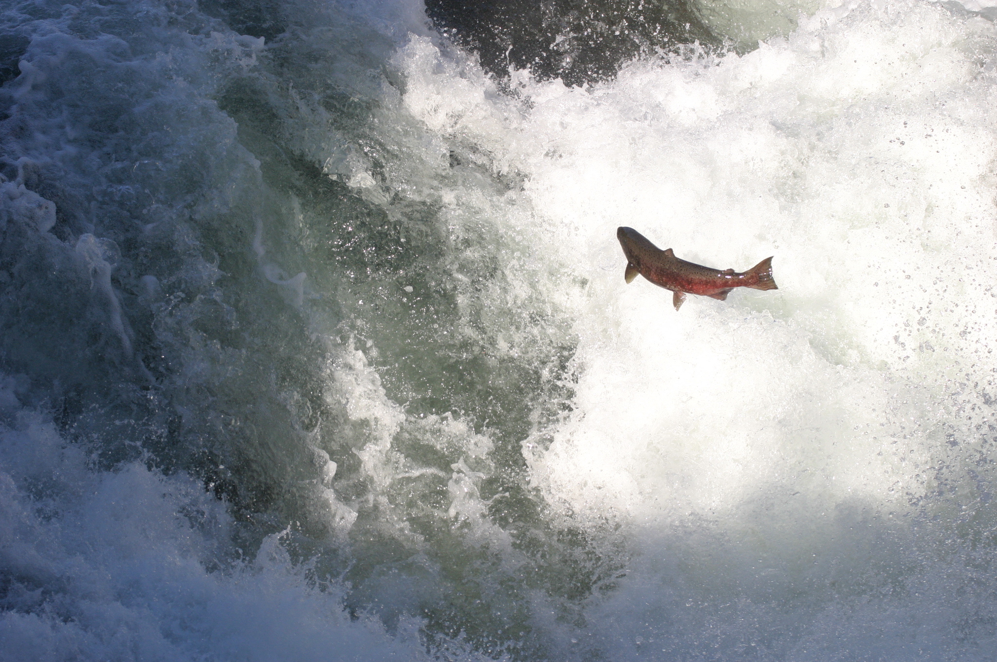 Salmon jumping will return to White Salmon River